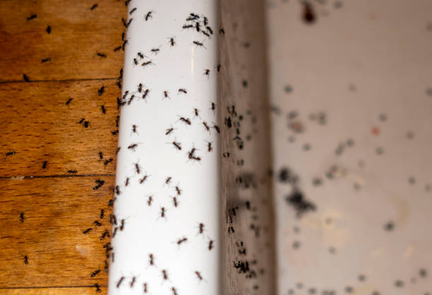 Best Exterminator Services  in Heber Springs, AR