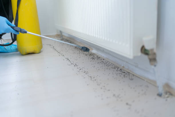 Best Flea Control Services  in Heber Springs, AR